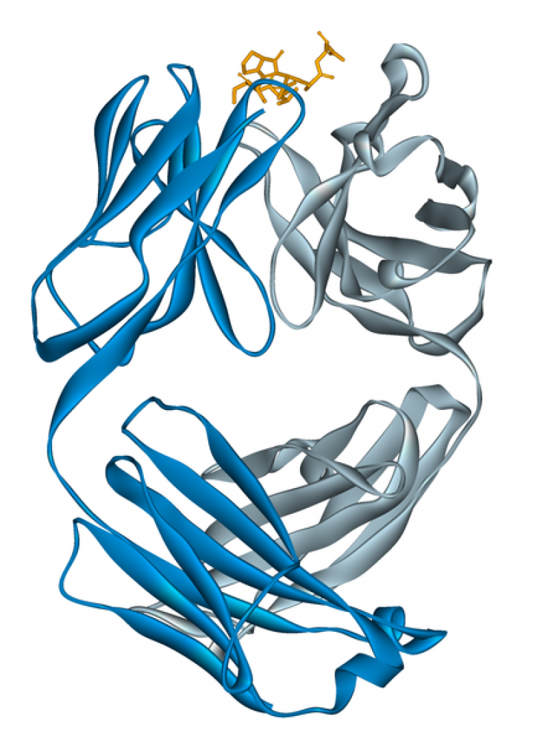 Bild: Wikipedia-User Fvasconcellos/gemeinfrei Fab-Fragment des monoklonalen Antikörpers Alemtuzumab