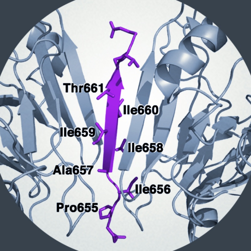 Bild: Nature Publishing Group AKAP 150 bindet an eine Phosphatase