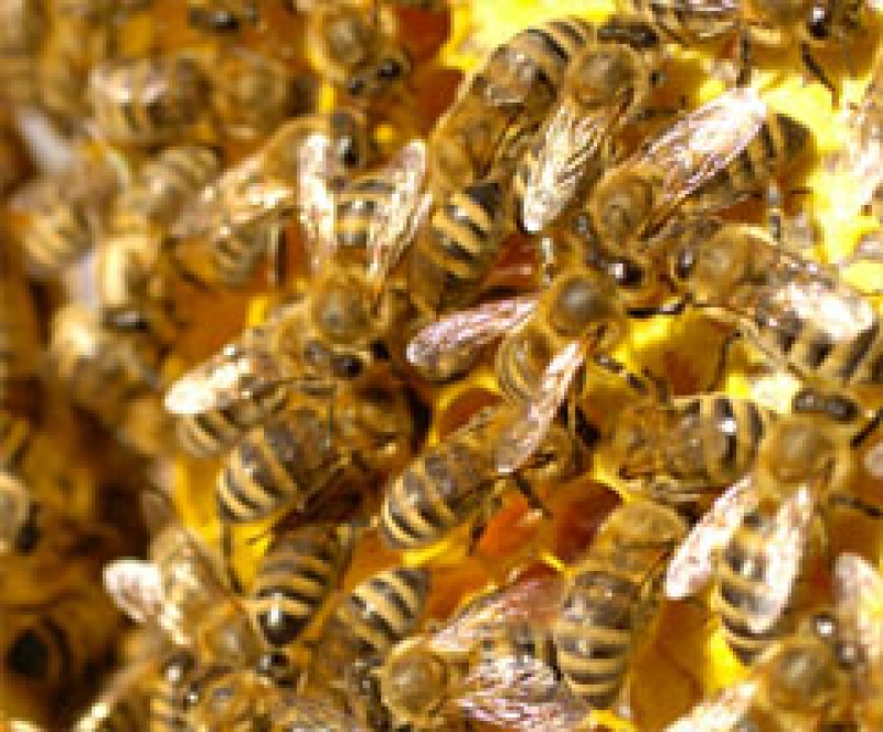 Bienen im Stock 