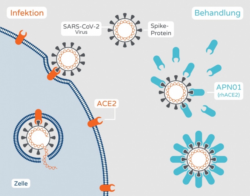 Bild: Apeiron Biologics AG