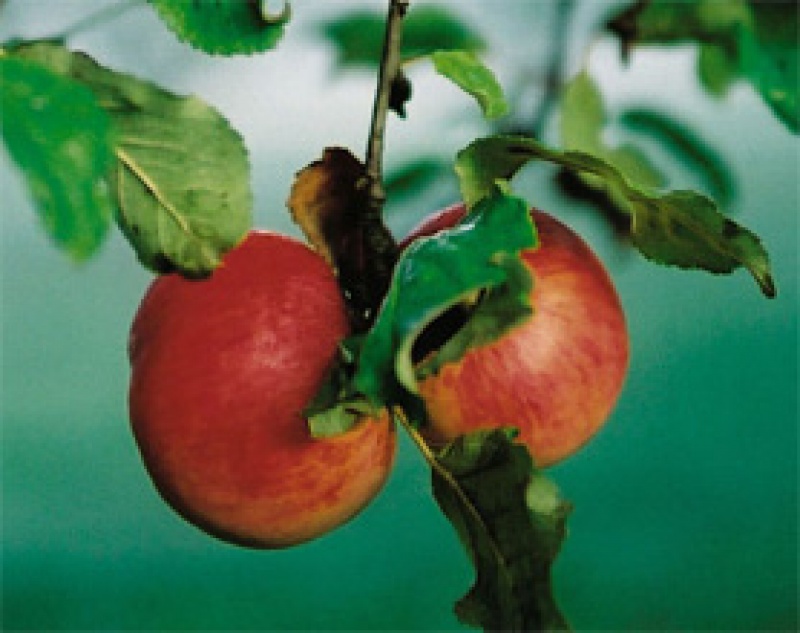 Foto: BMNT/ AMA-Bioachrich/Pichler