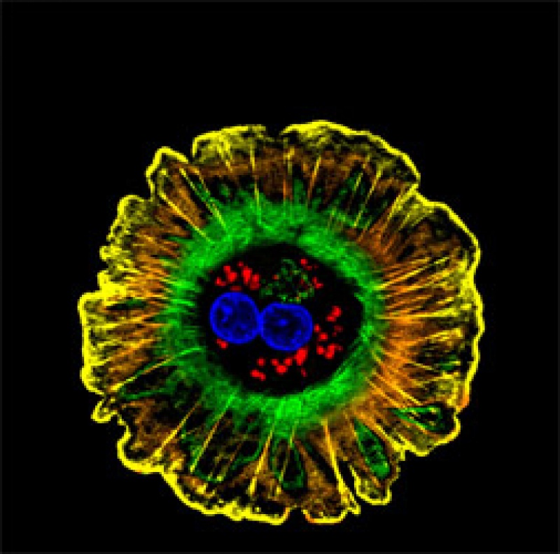 Foto: NIH / Donna Beer Stolz, University of Pittsburgh