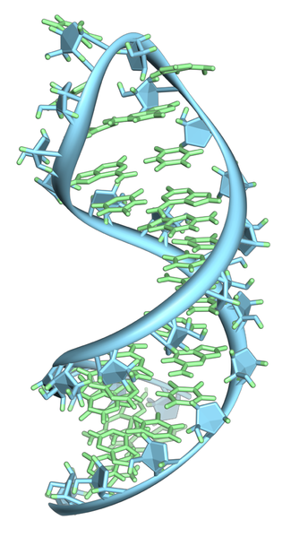 RNA - ein vielseitiges mokelulares Bauprinzip
